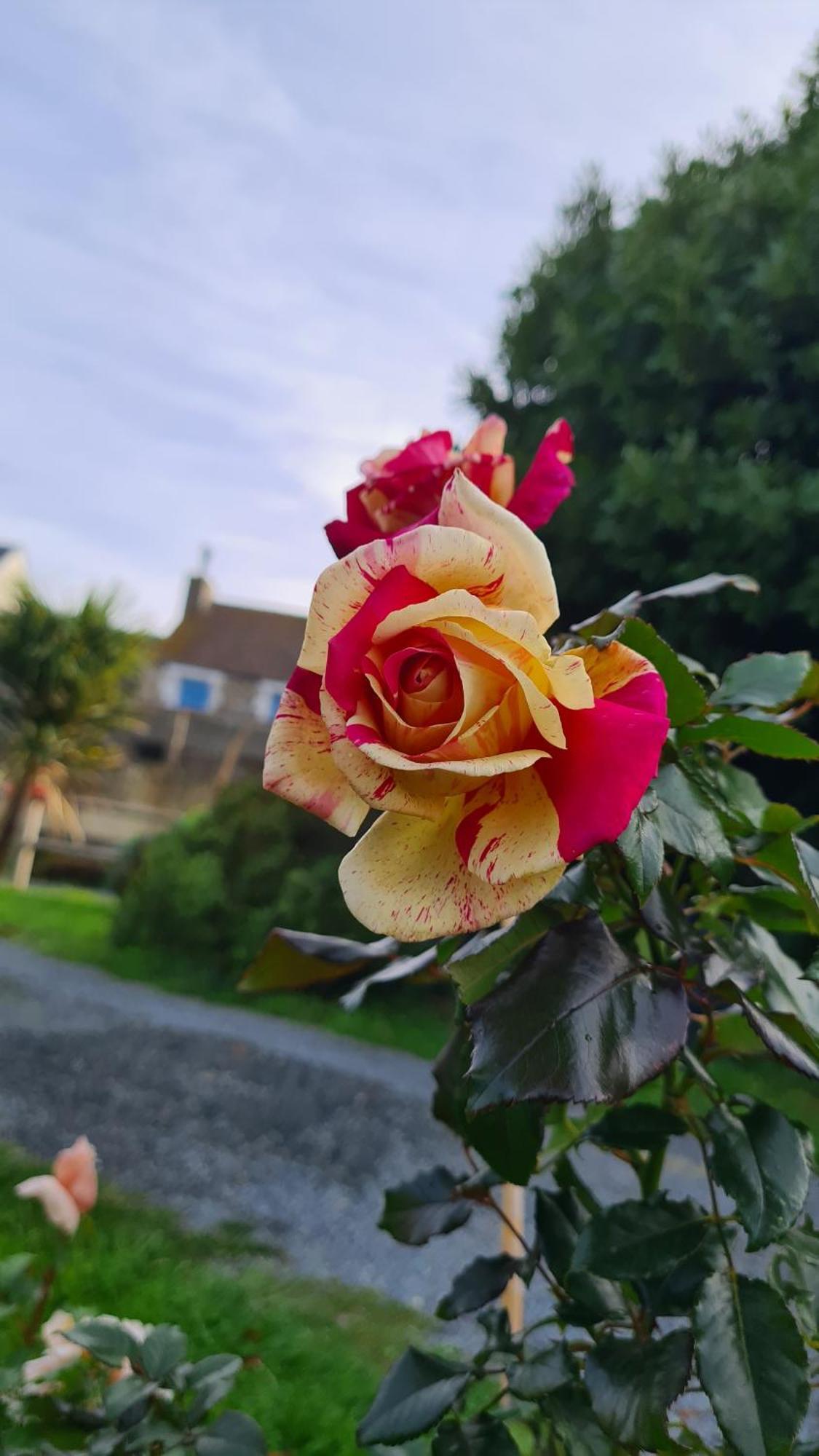 Lesroses1680 Bed & Breakfast Blainville-sur-Mer Bagian luar foto