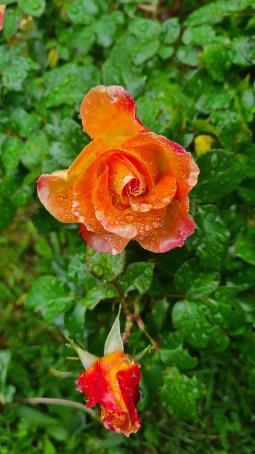 Lesroses1680 Bed & Breakfast Blainville-sur-Mer Bagian luar foto